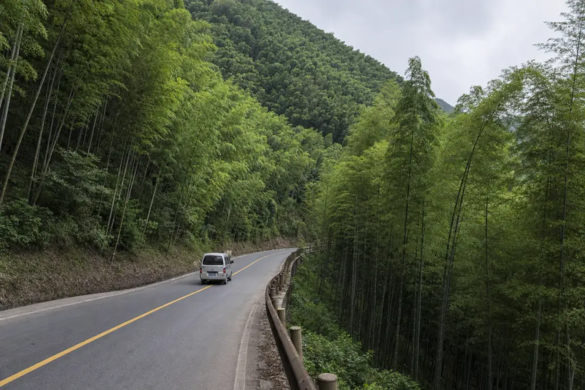 A two-lane road climbing between dense moso bamboo on the approach to Moganshan