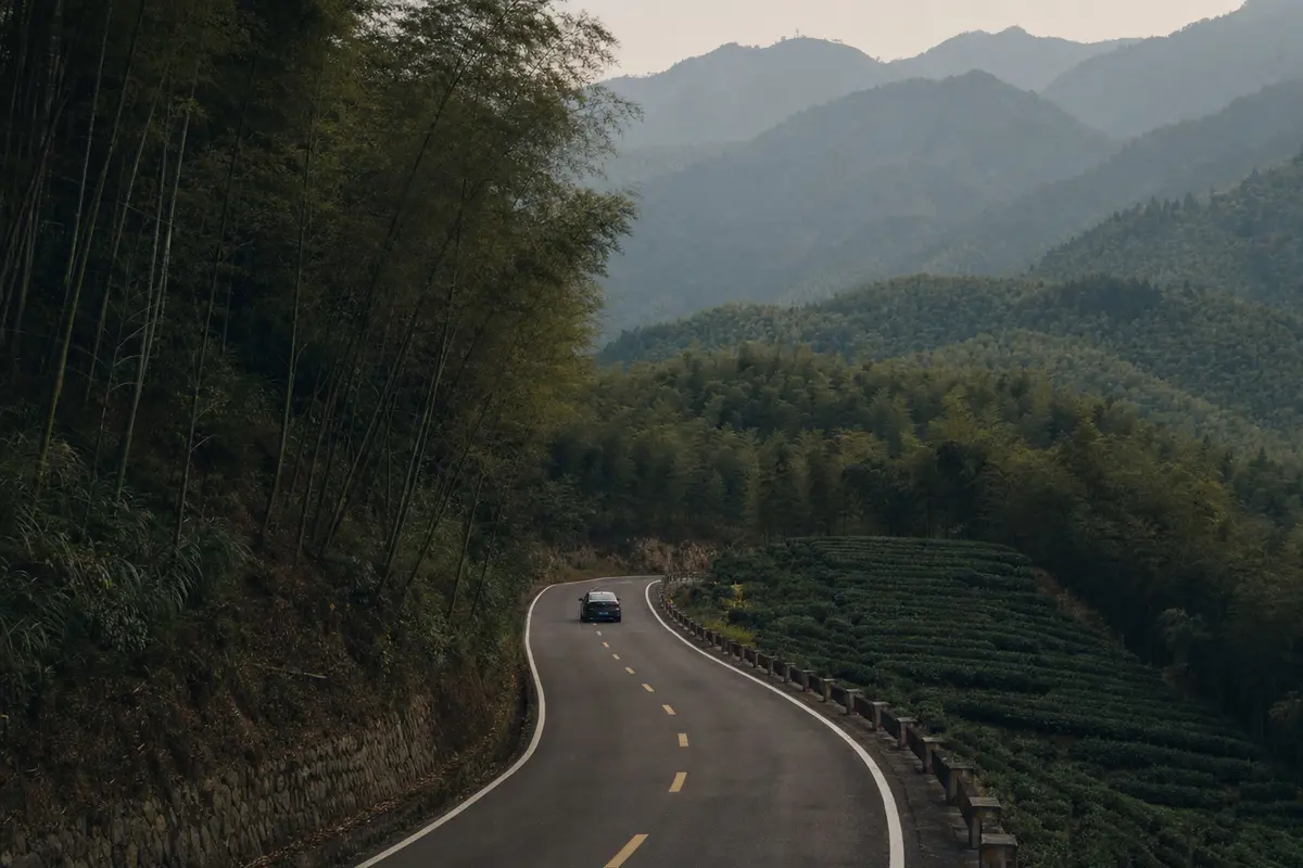 A two lane road curving between bamboo hills and tea terraces
