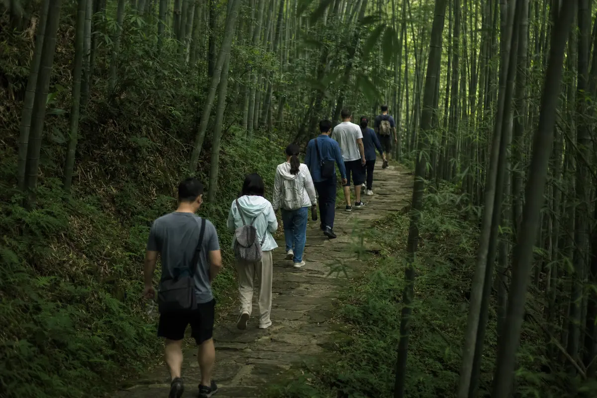 A group walking single file along a stone path through bamboo forest