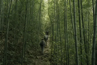 Three walkers climbing single file up an earth track through dense green bamboo