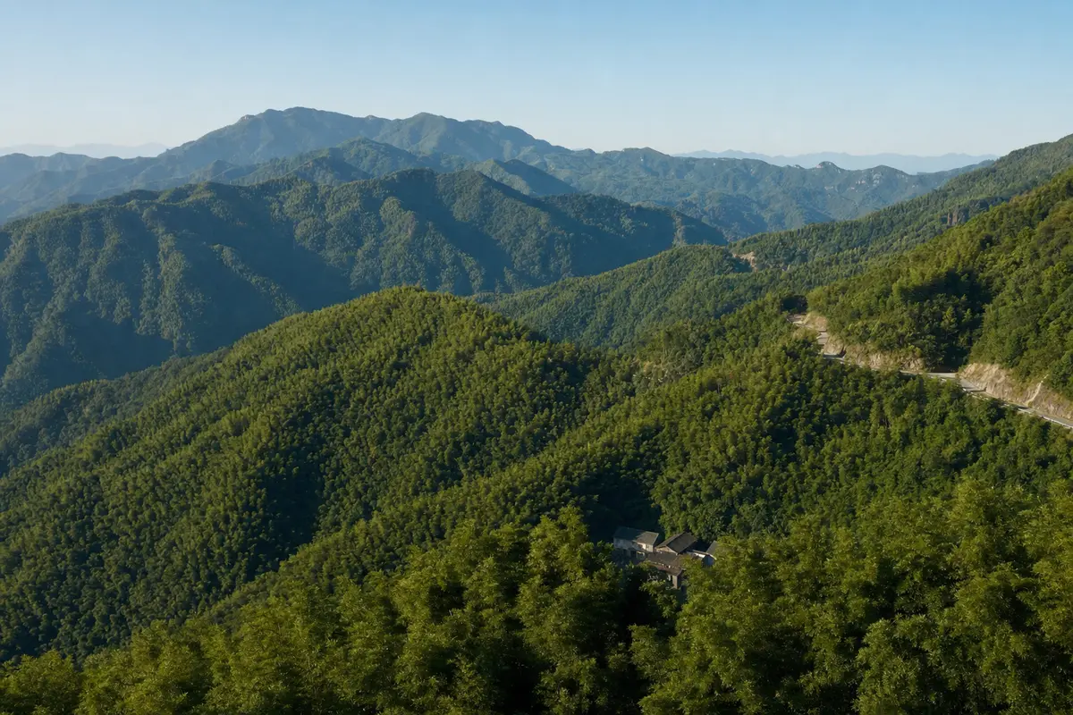 Layered bamboo covered ridges in clear morning light with a road on one flank