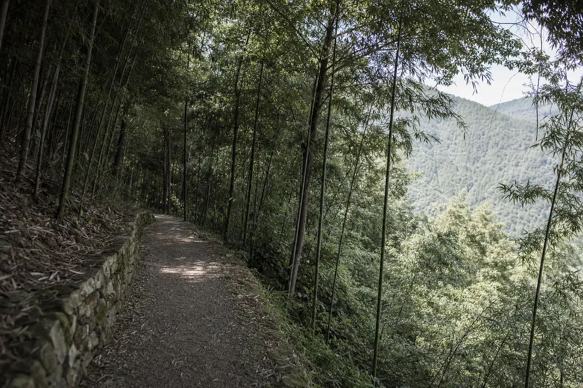A level mountain lane with stone edging running through bamboo, a view opening beyond