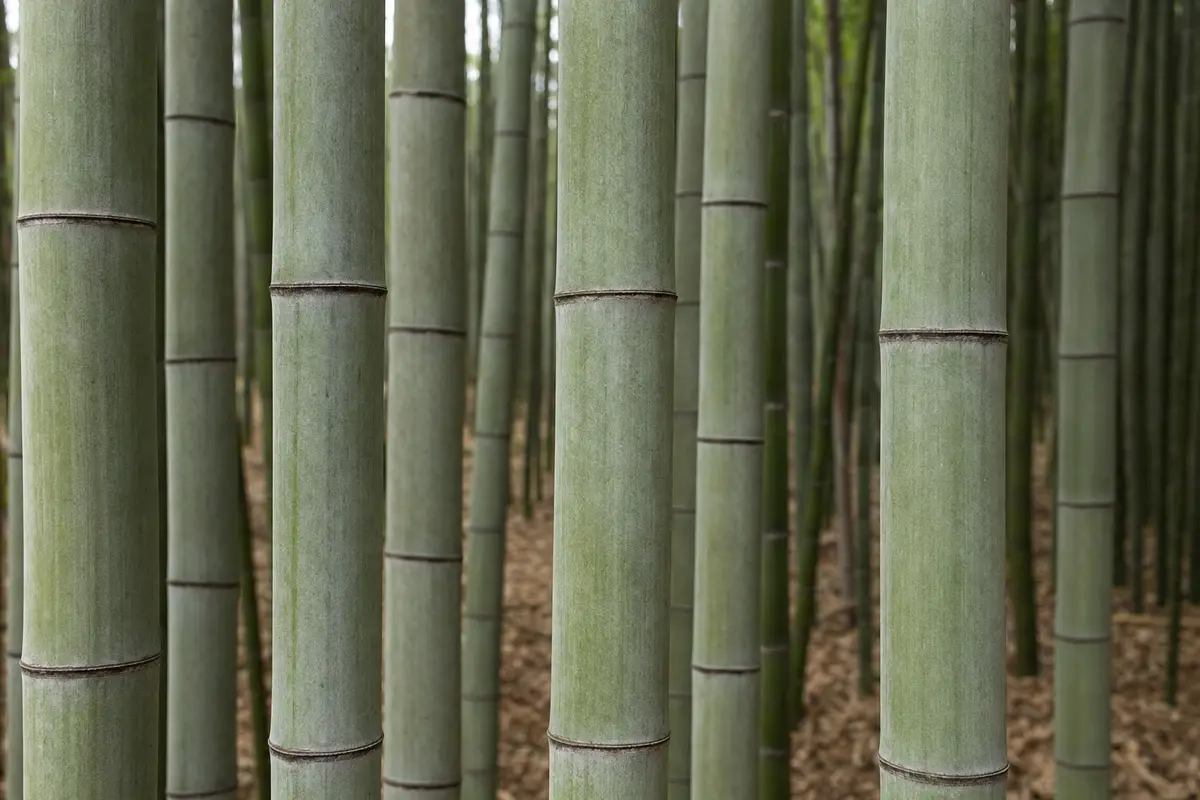 Thick pale green moso bamboo culms growing close together, bare of branches at eye level