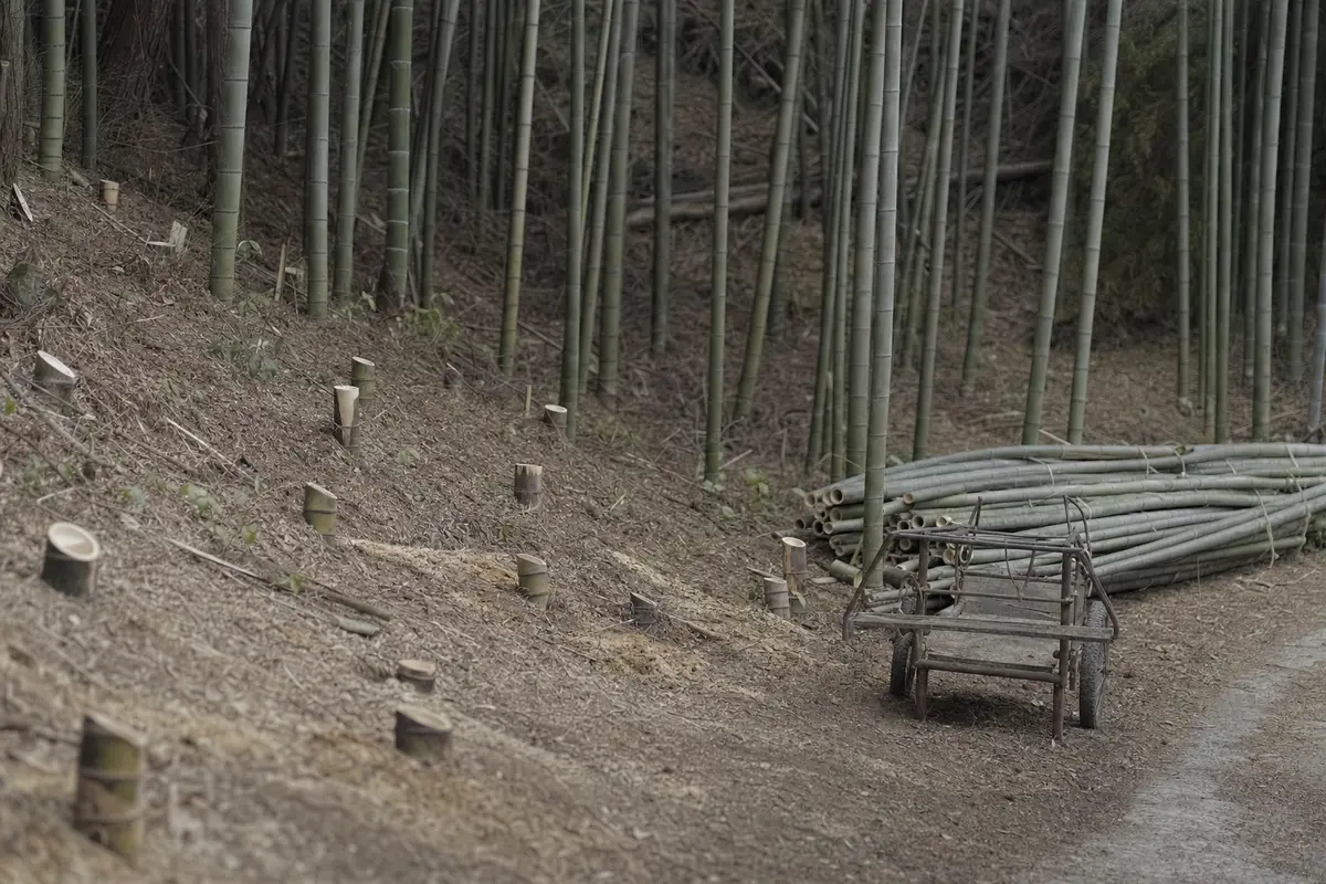 Cut bamboo stumps and a stack of felled culms tied beside a forest track