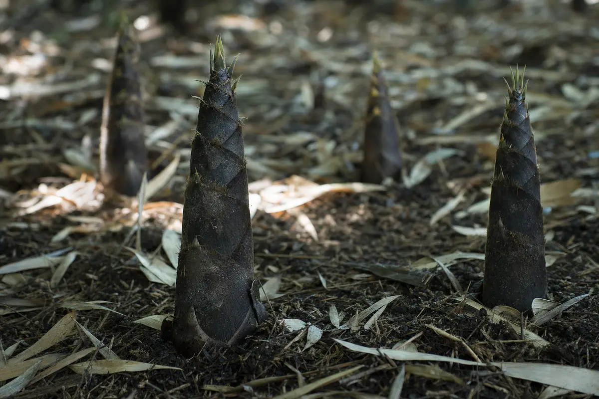 Dark sheathed bamboo shoots pushing up through wet leaf litter in spring