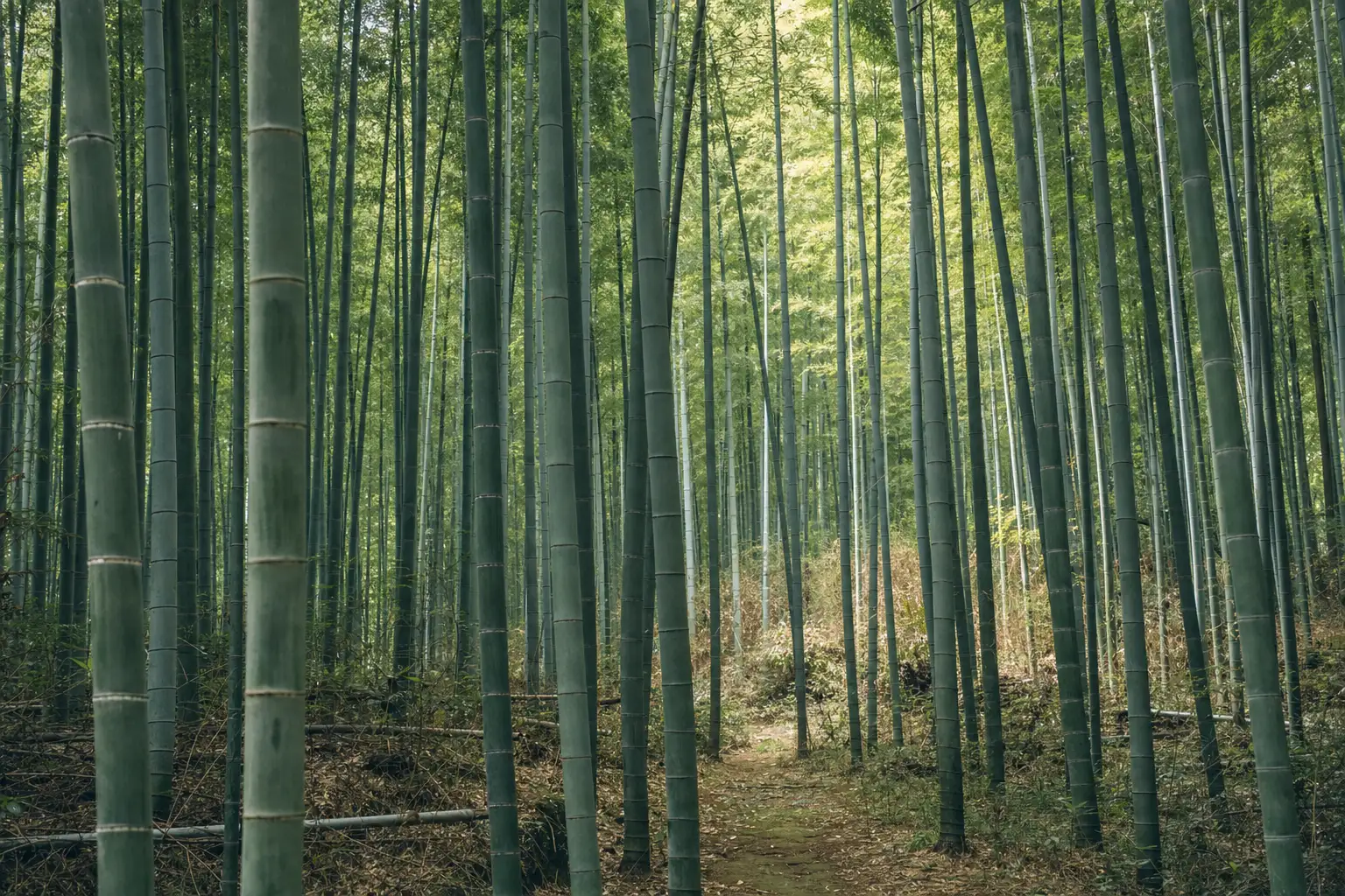 A narrow earth track running between dense moso bamboo culms in the Moganshan forest