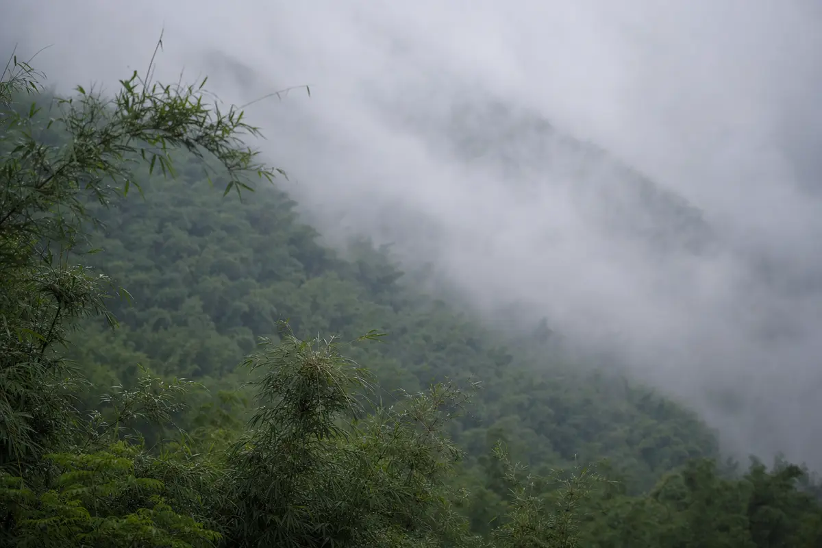 Cloud pouring over a bamboo ridge and down into a valley