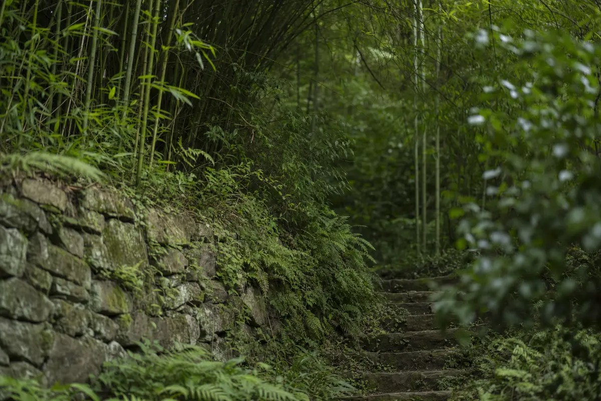 A stone retaining wall and garden steps half swallowed by bamboo on a wooded slope