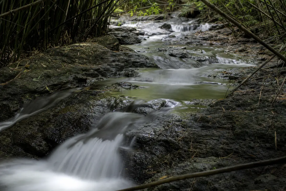 A clear mountain stream running over dark rock through bamboo