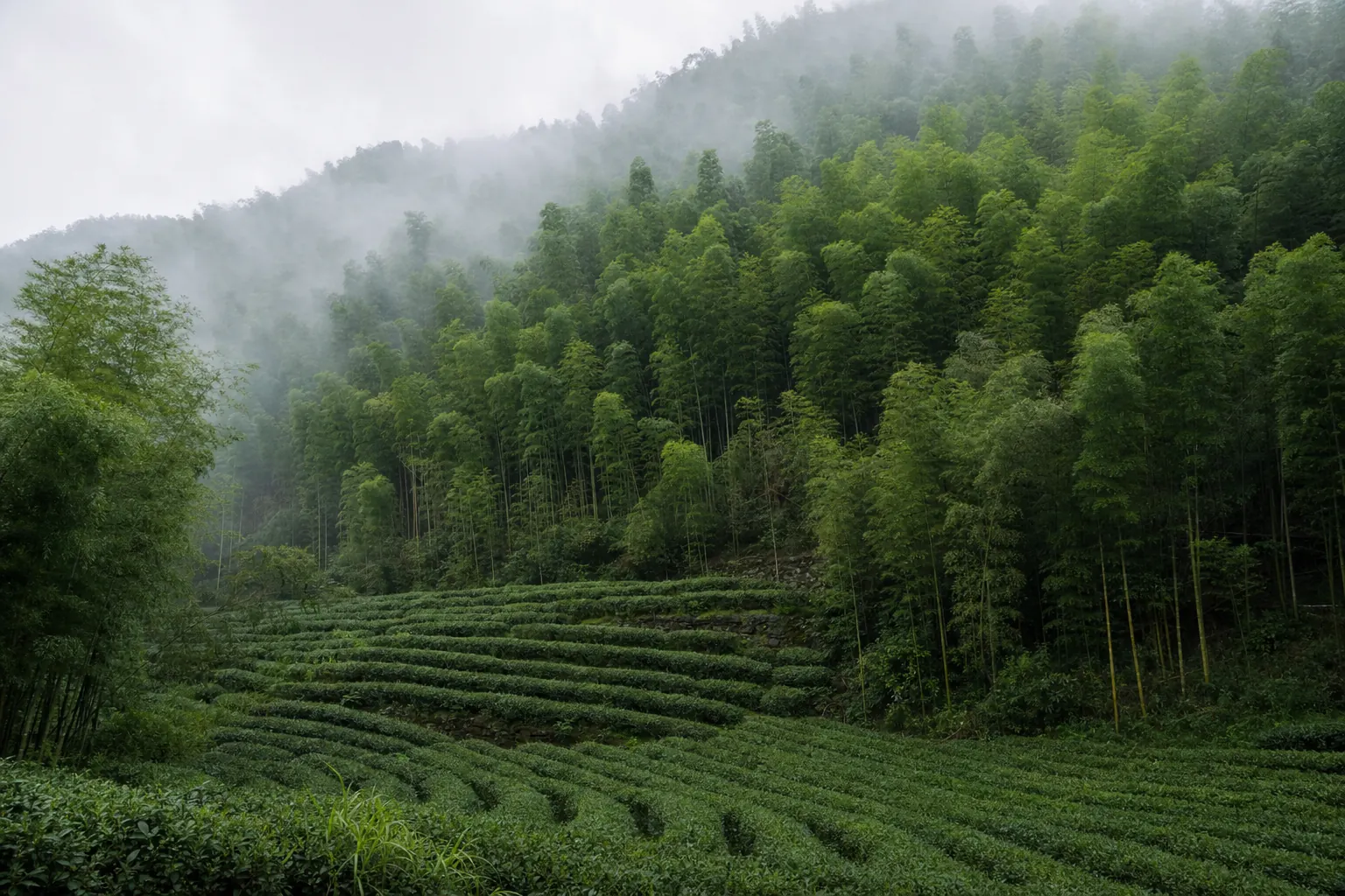 Rows of low tea bushes on a Moganshan slope with moso bamboo standing on the ridge above them
