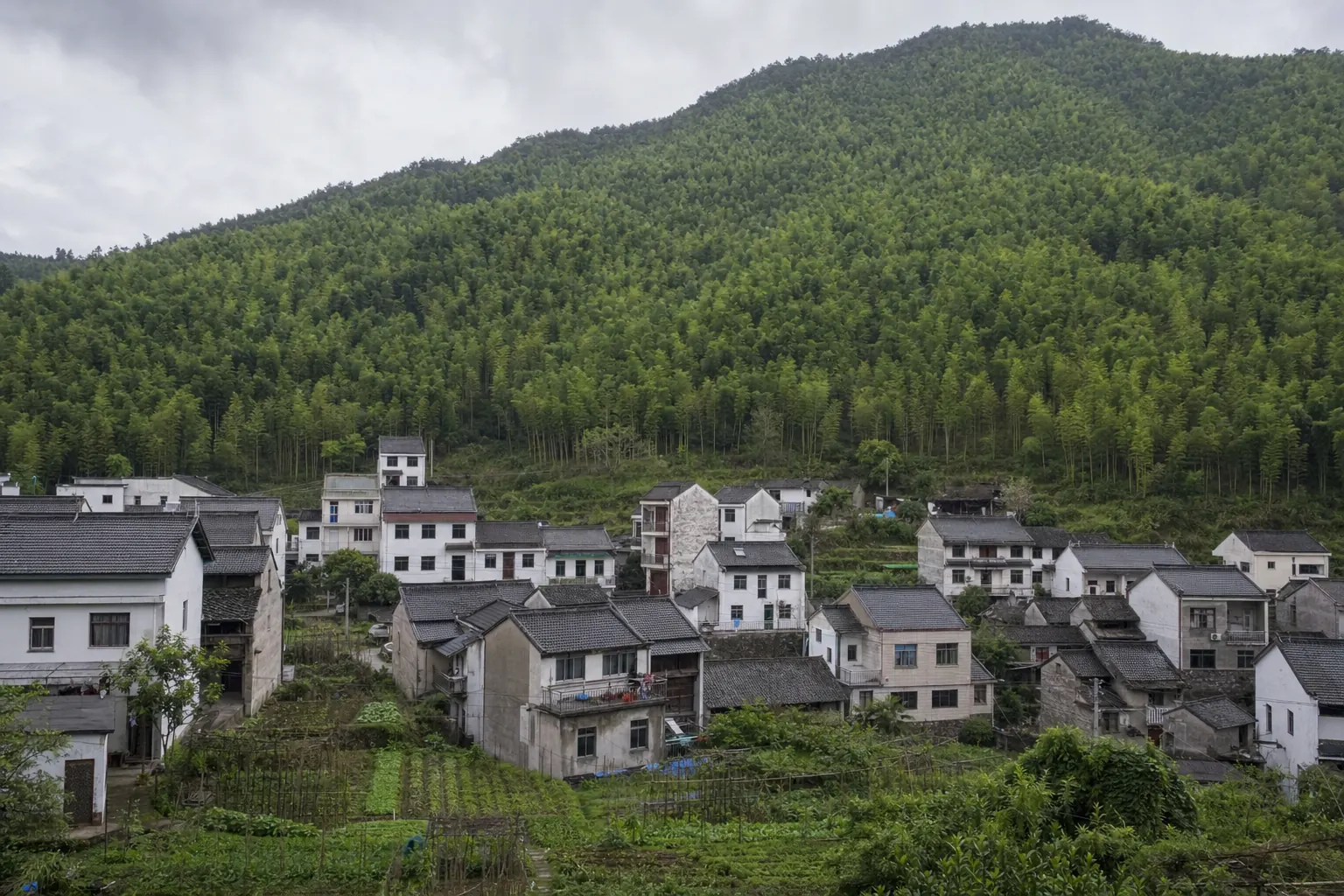 Tiled village rooftops at the foot of a bamboo ridge at Moganshan, with terraced vegetable plots between the houses