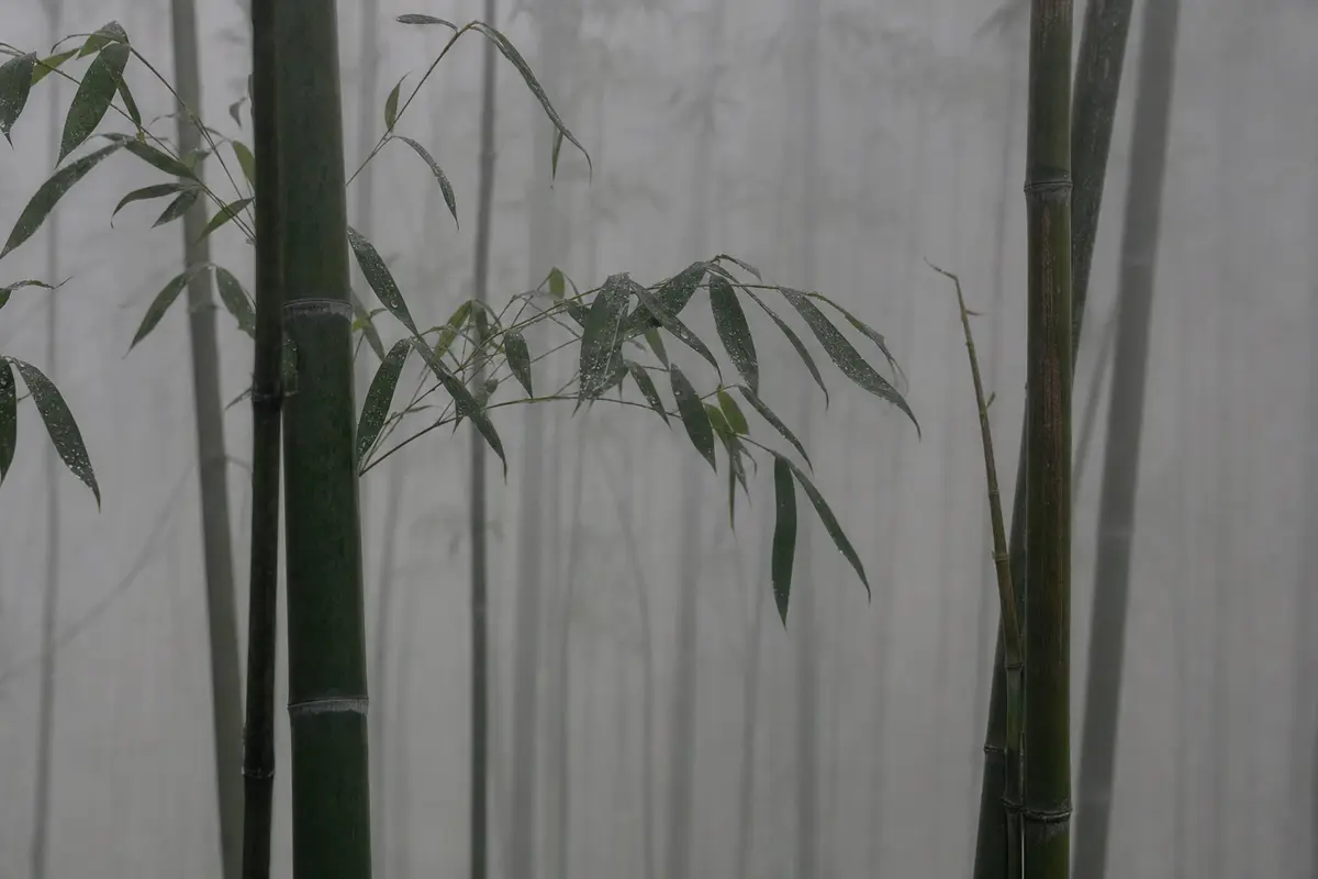Dense fog inside a bamboo forest with visibility down to a few rows of culms