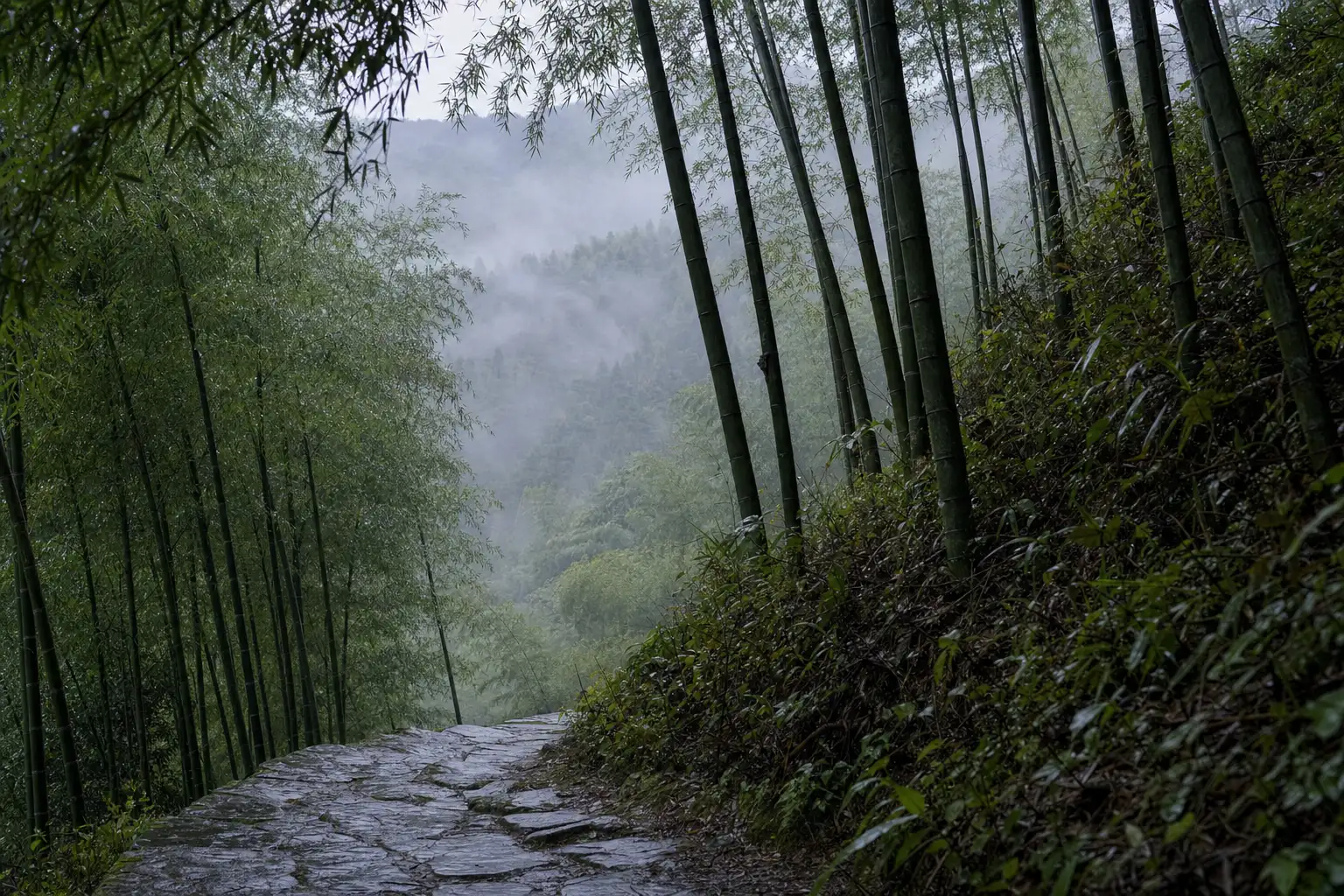 Mist drifting through wet bamboo above a rain darkened stone path on Moganshan