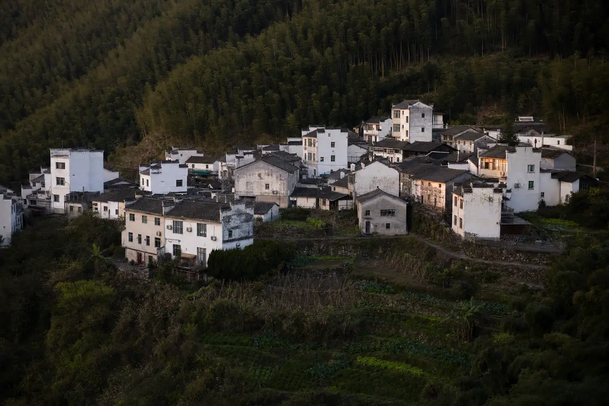 A village of white walls and grey roofs on a hillside with bamboo rising behind