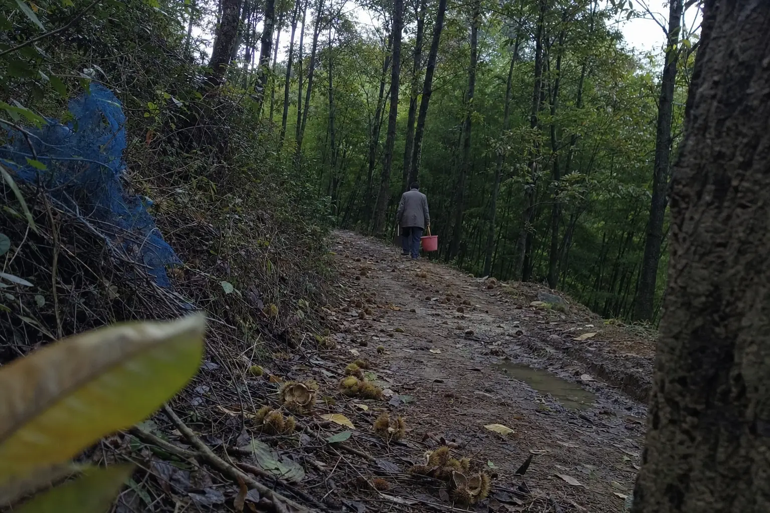 A hillside path with fallen chestnut husks underfoot and a single walker some distance ahead, seen from behind in weak autumn light