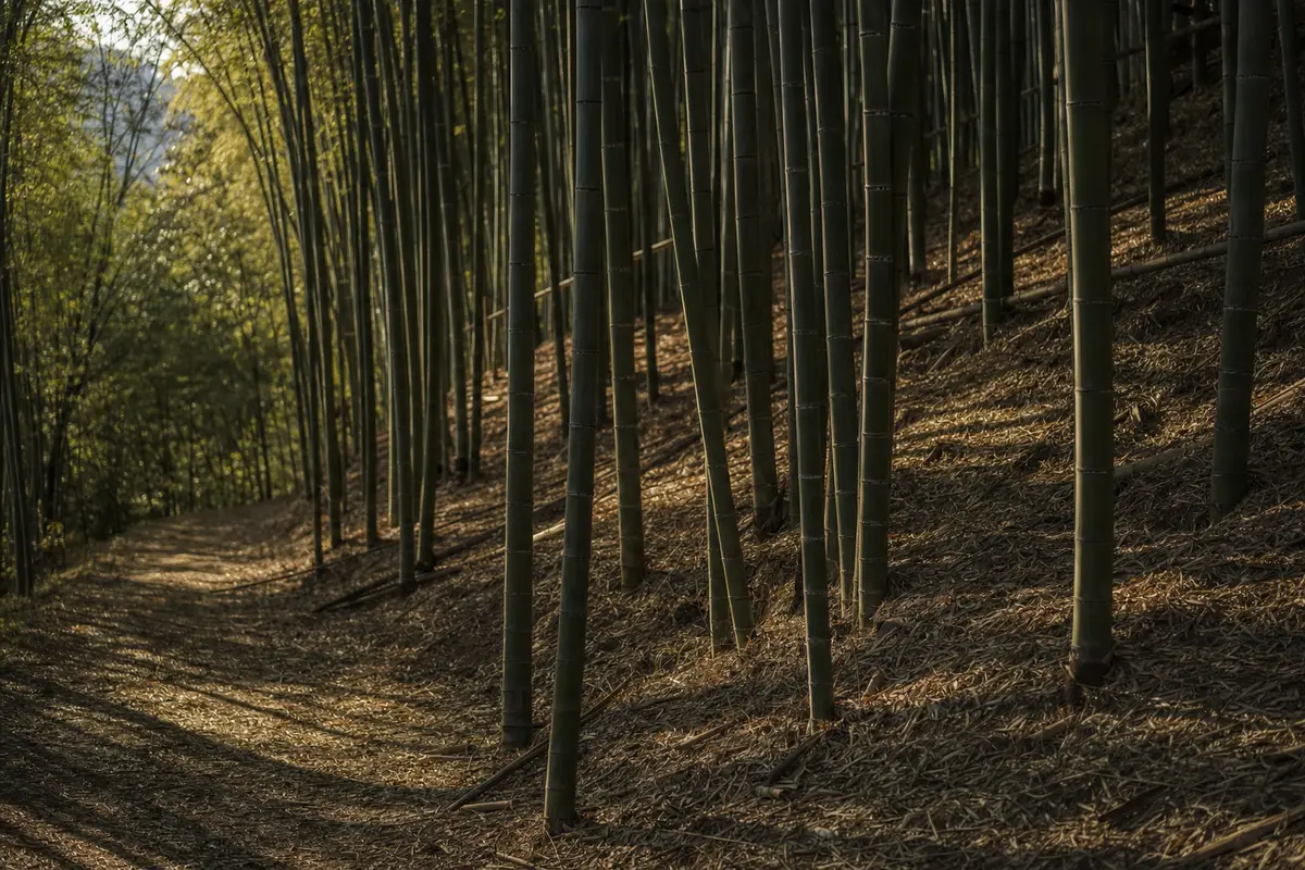 A bamboo slope in clear low autumn sun with yellowed leaves scattered on the path