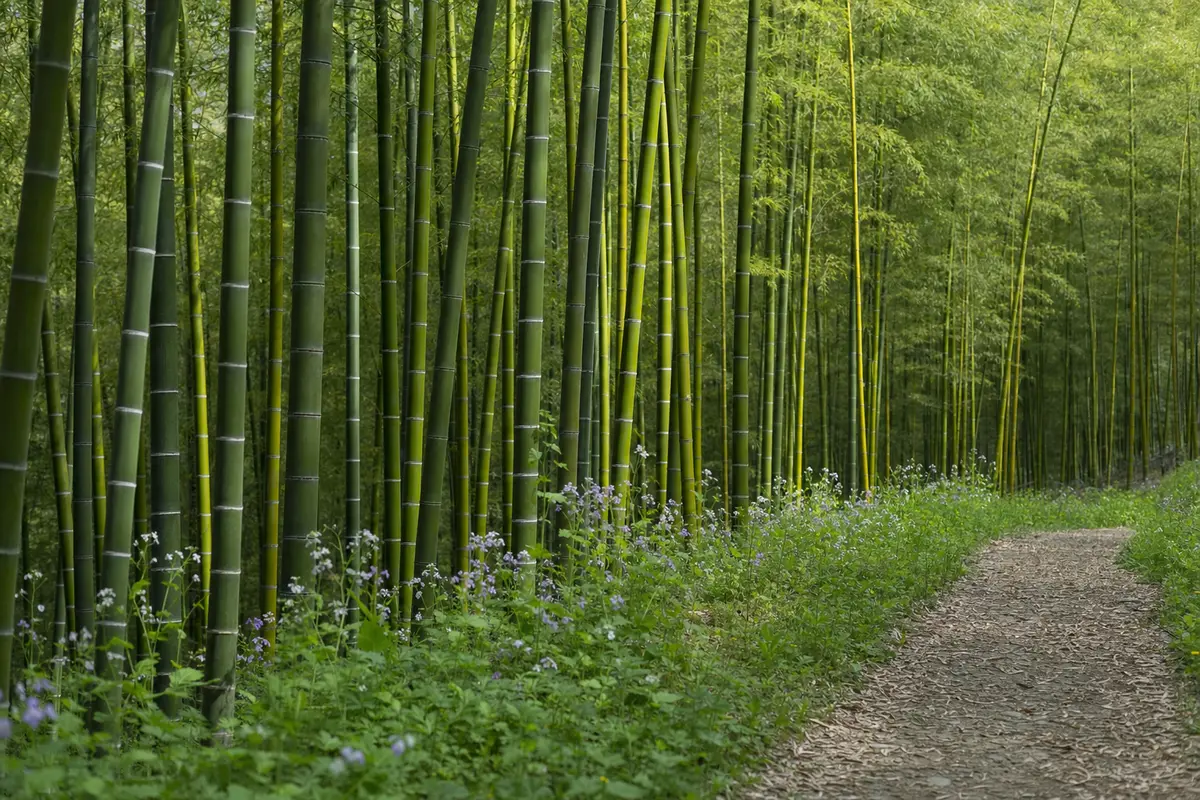 Fresh yellow green spring growth against darker mature bamboo on a hillside path