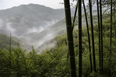 A bamboo slope in April light with mist lifting off the valley floor below it