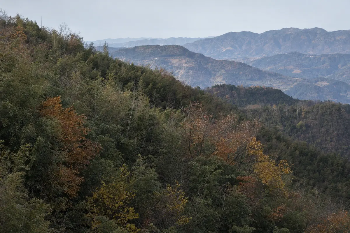 Patches of copper and yellow among green bamboo on a slope in clear autumn light