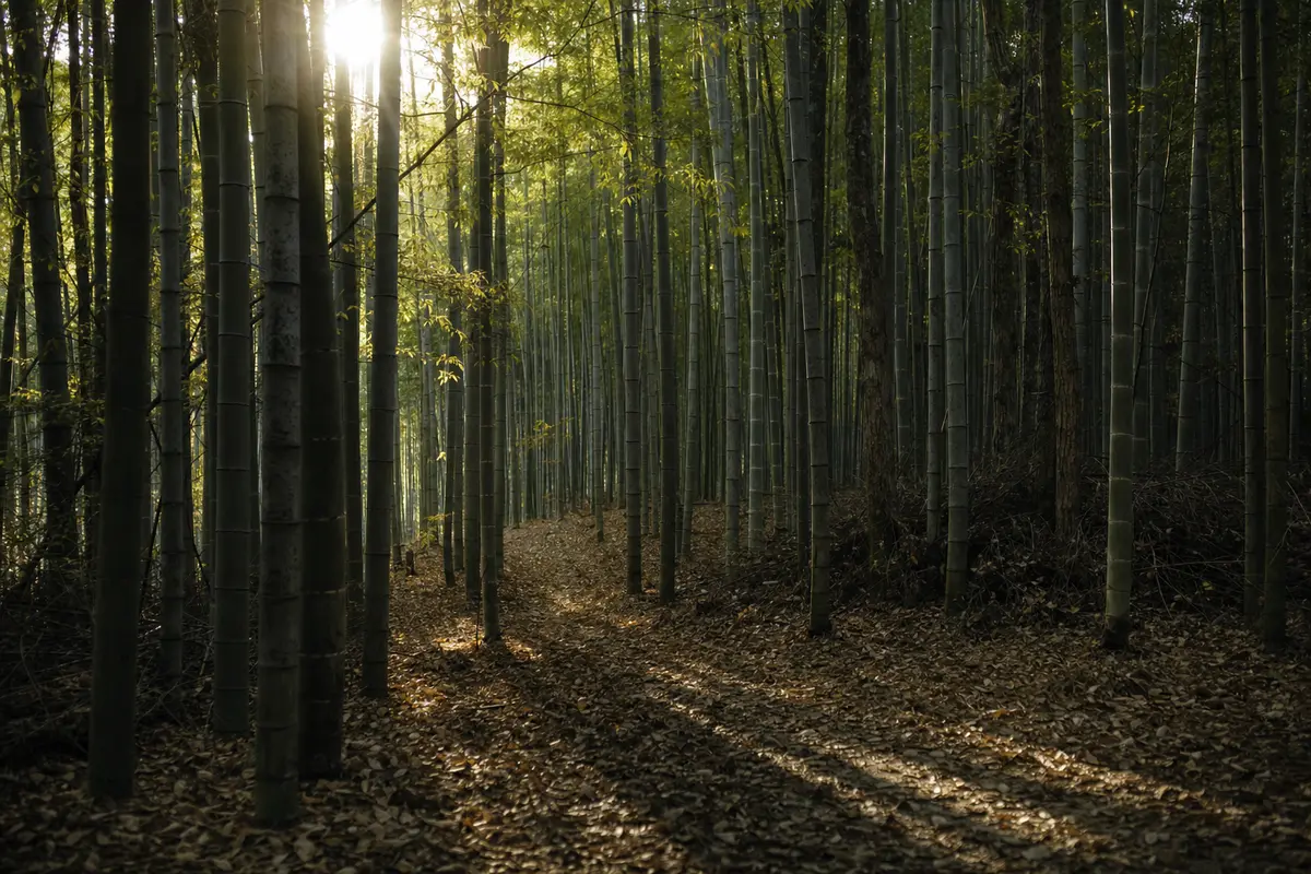 Low October sun coming through a bamboo canopy onto a leaf strewn path