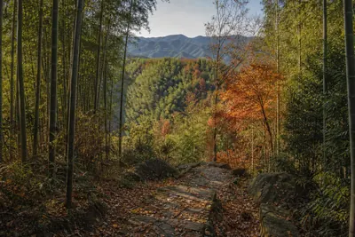 A leaf-covered stone path looking out from bamboo over a valley turning to autumn color