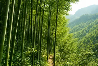 Bright green summer bamboo on a steep slope above a hazy forested valley