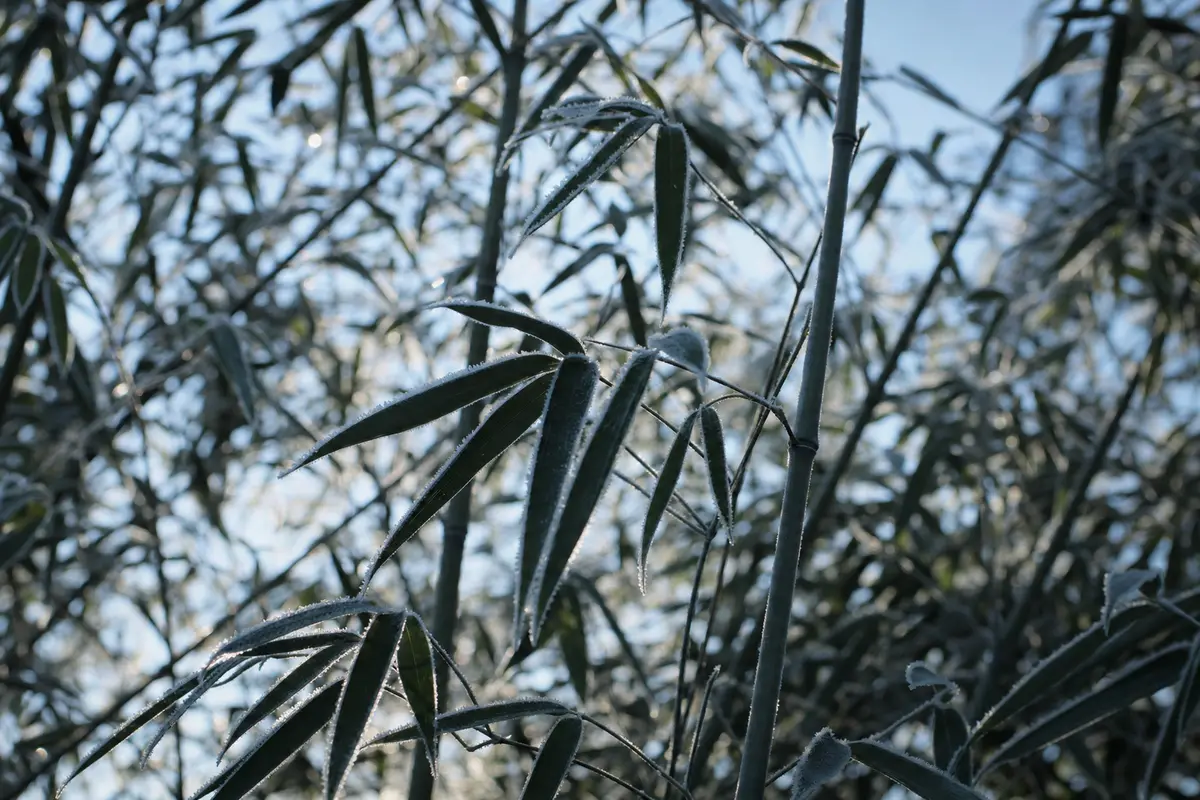 Frost rimed bamboo leaves at first light on a cold clear winter morning