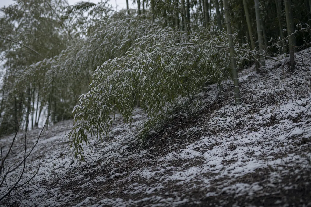 A thin melting dusting of snow on a bamboo slope under a flat grey sky