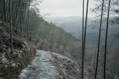 A frost-dusted stone path running along a bamboo slope under a cold grey sky