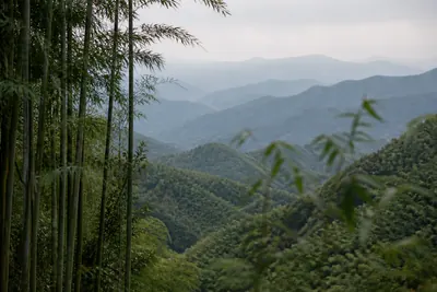A bamboo valley under late autumn light, the ridges behind it fading into layers of haze