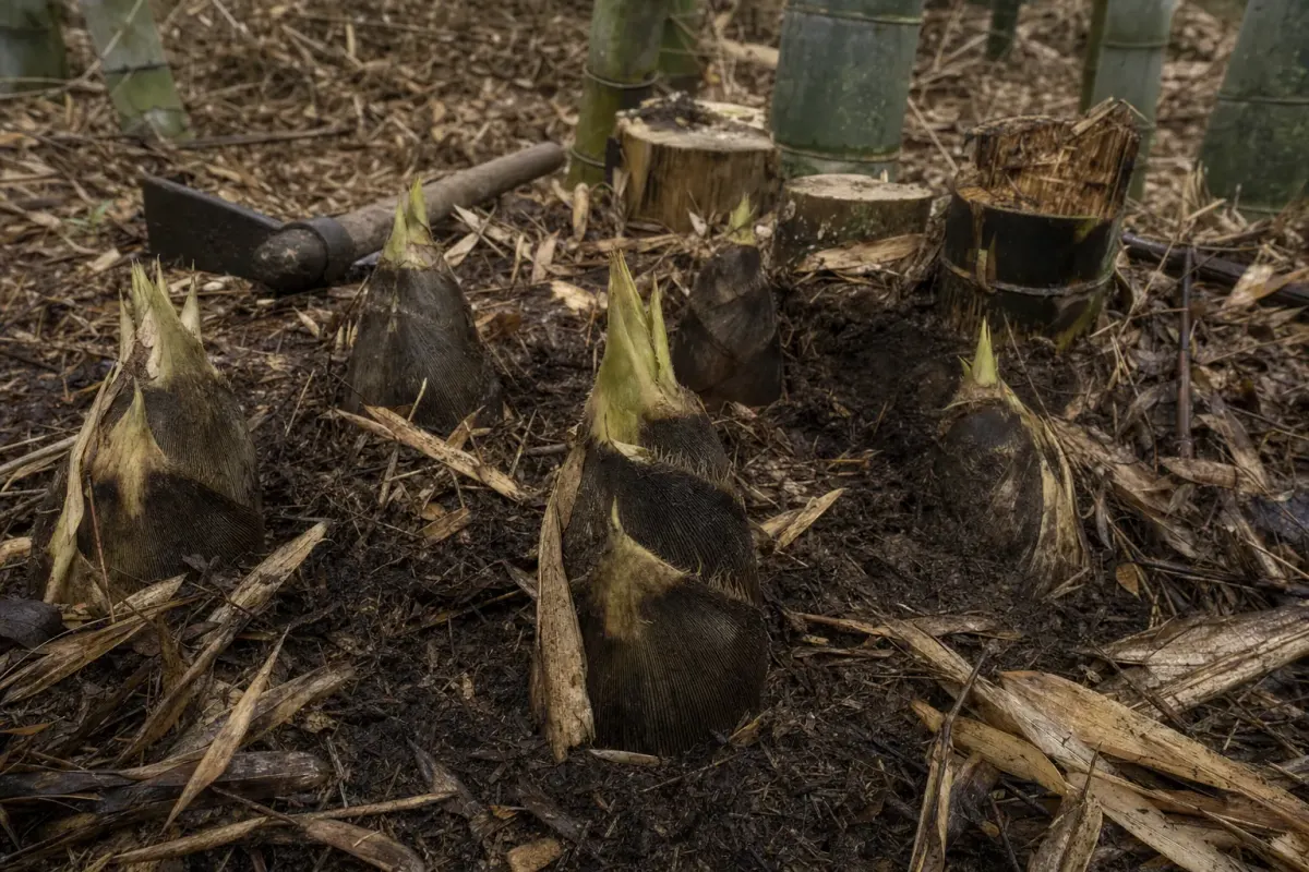 Bamboo shoots breaking through leaf litter on a worked slope at Moganshan, with cut stumps behind them