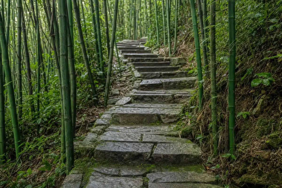 Worn stone steps on the approach to Sword Pond at Moganshan, bamboo standing close on both sides