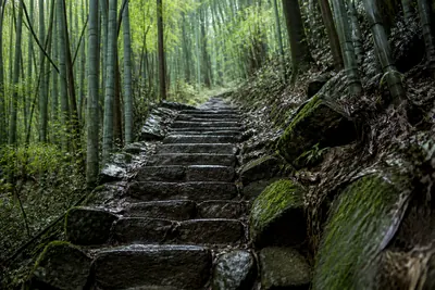 Worn stone steps climbing between bamboo culms on a wet Moganshan path