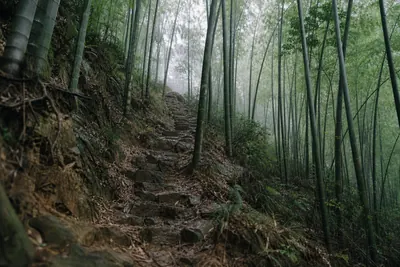 A steep, rough stone staircase climbing into mist through a bamboo forest