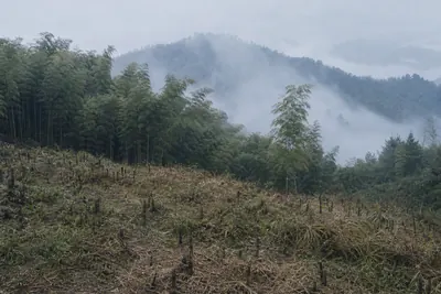 An empty cleared hillside above misted bamboo ridges, where nothing has been built yet
