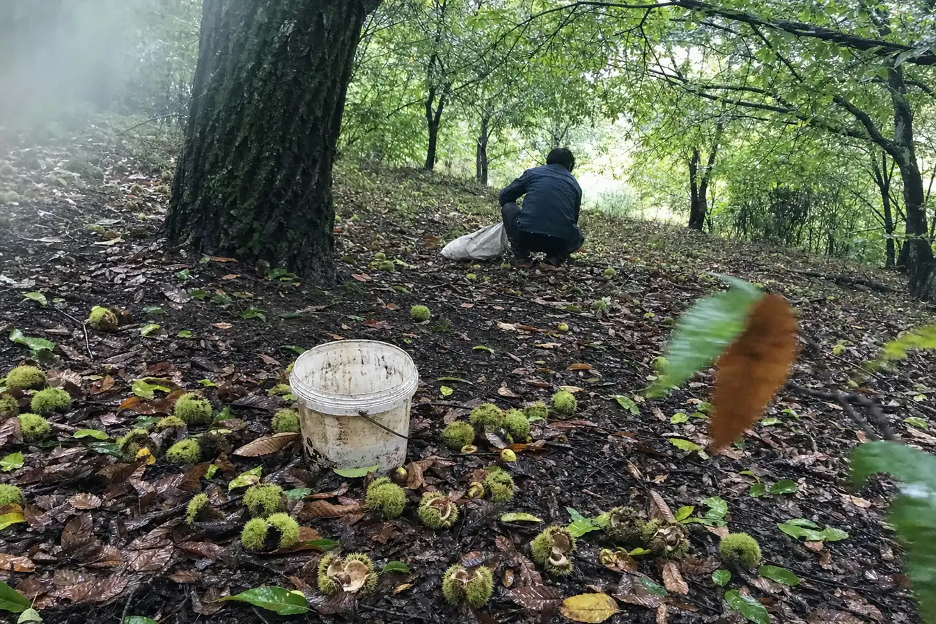 A person crouched with their back to the camera picking chestnuts on a damp wooded slope, a grubby white bucket and split spiky burrs scattered across the leaf litter in the foreground
