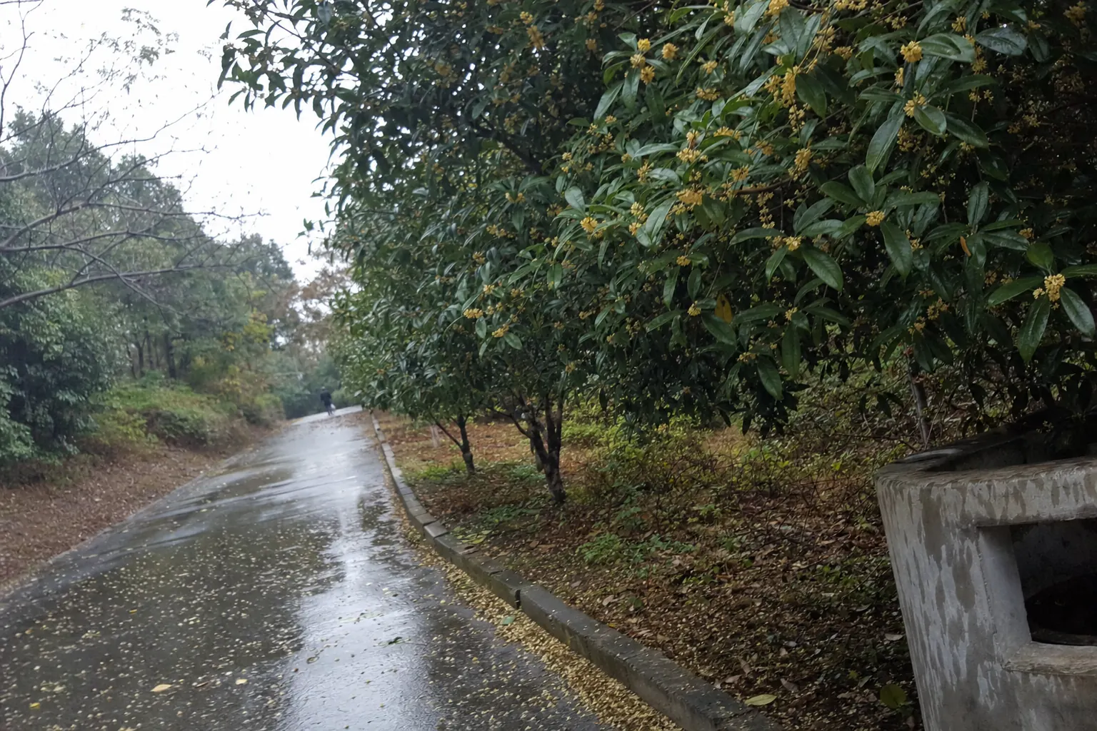 Clusters of tiny yellow osmanthus flowers on dark glossy leaves above a wet tarmac path, fallen blossom drifted along the kerb, one distant figure walking away under a white sky