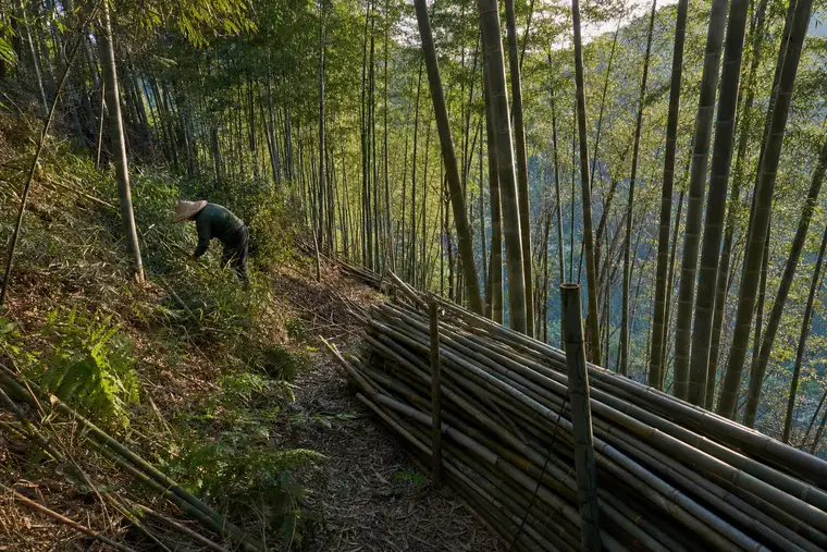 Sunlight raking between the culms of a working bamboo grove at Moganshan