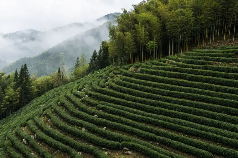 Terraced tea rows on a Moganshan slope