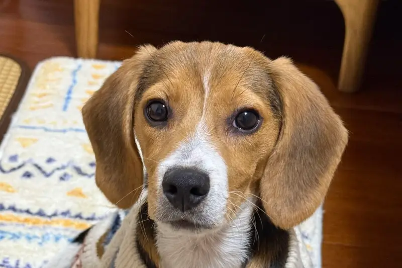 Moganshan Beagle Angel Sanctuary, listing photograph 1 of 3